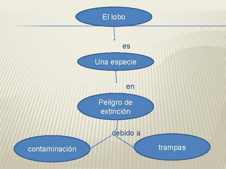 El lobo es Una especie en Peligro de extinción debido a contaminación trampas 