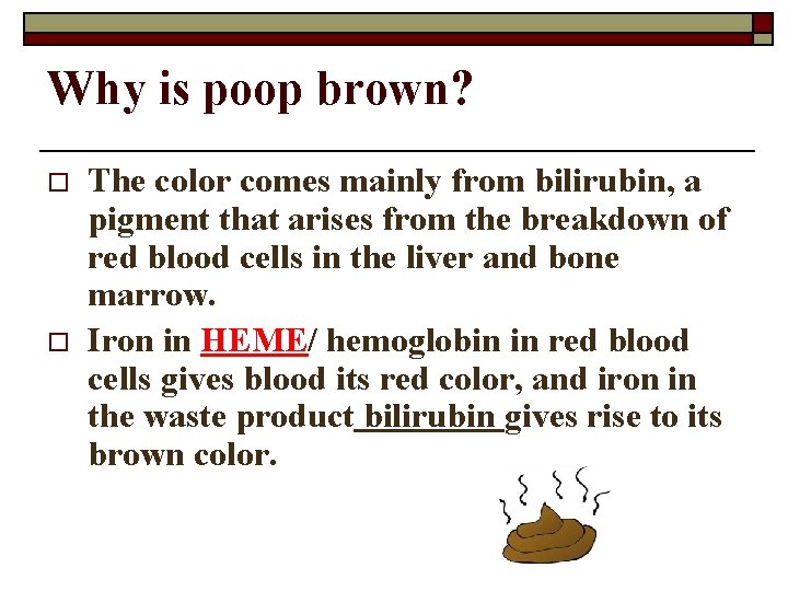 Why is poop brown? o o The color comes mainly from bilirubin, a pigment