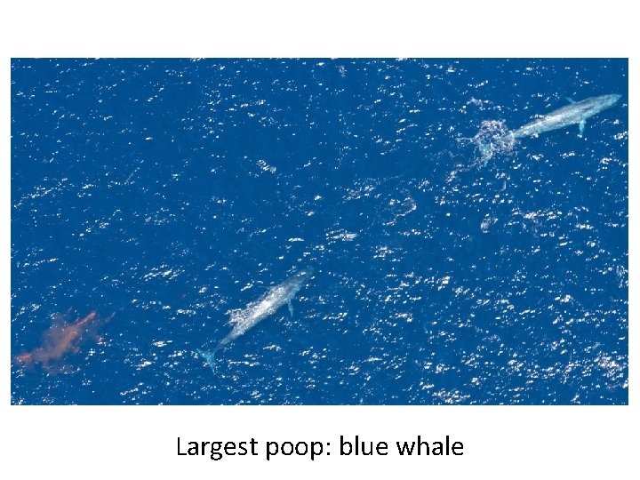 Largest poop: blue whale 