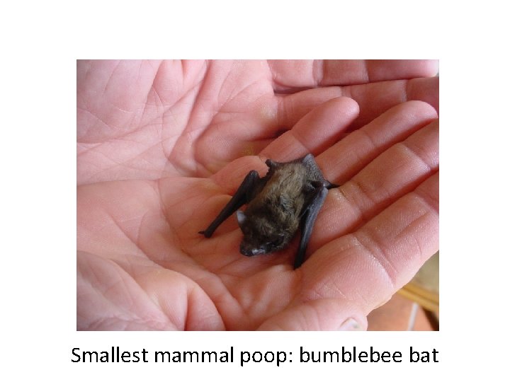 Smallest mammal poop: bumblebee bat 