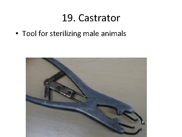 19. Castrator • Tool for sterilizing male animals 