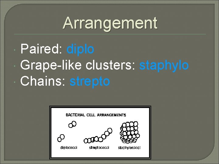 Arrangement Paired: diplo Grape-like clusters: staphylo Chains: strepto 