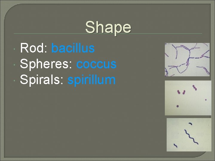 Shape Rod: bacillus Spheres: coccus Spirals: spirillum 