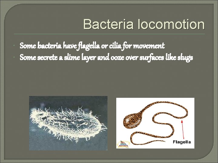Bacteria locomotion Some bacteria have flagella or cilia for movement Some secrete a slime