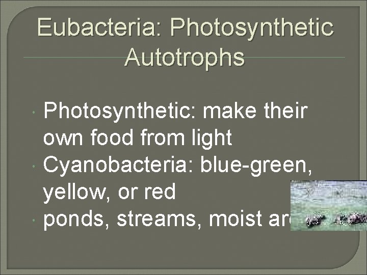 Eubacteria: Photosynthetic Autotrophs Photosynthetic: make their own food from light Cyanobacteria: blue-green, yellow, or