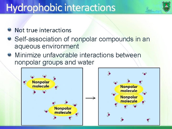 Hydrophobic interactions Not true interactions Self-association of nonpolar compounds in an aqueous environment Minimize