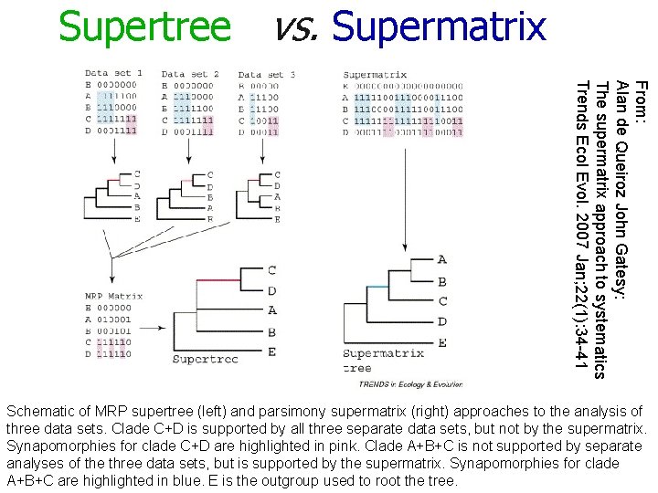 Supertree vs. Supermatrix From: Alan de Queiroz John Gatesy: The supermatrix approach to systematics