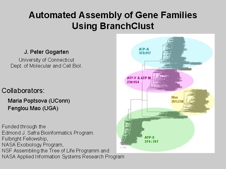 Automated Assembly of Gene Families Using Branch. Clust J. Peter Gogarten University of Connecticut