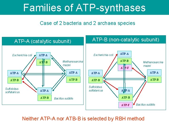 Families of ATP-synthases Case of 2 bacteria and 2 archaea species ATP-A (catalytic subunit)