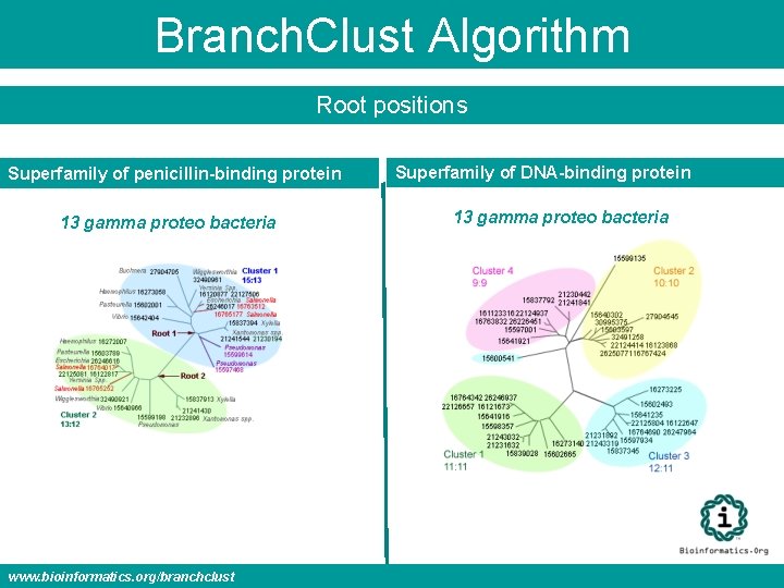 Branch. Clust Algorithm Root positions Superfamily of penicillin-binding protein 13 gamma proteo bacteria www.