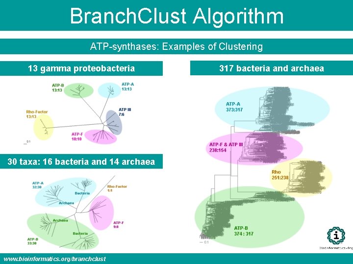 Branch. Clust Algorithm ATP-synthases: Examples of Clustering 13 gamma proteobacteria 30 taxa: 16 bacteria