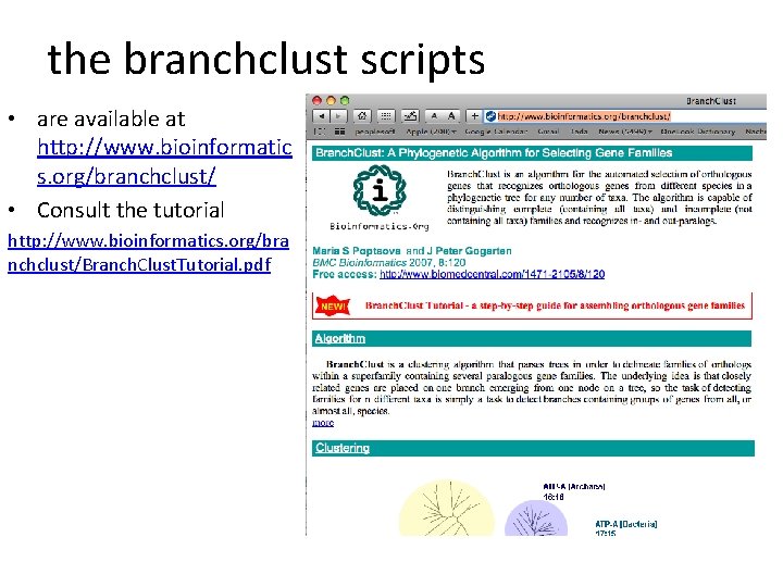 the branchclust scripts • are available at http: //www. bioinformatic s. org/branchclust/ • Consult