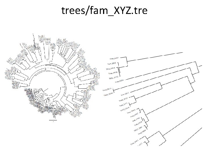 trees/fam_XYZ. tre 