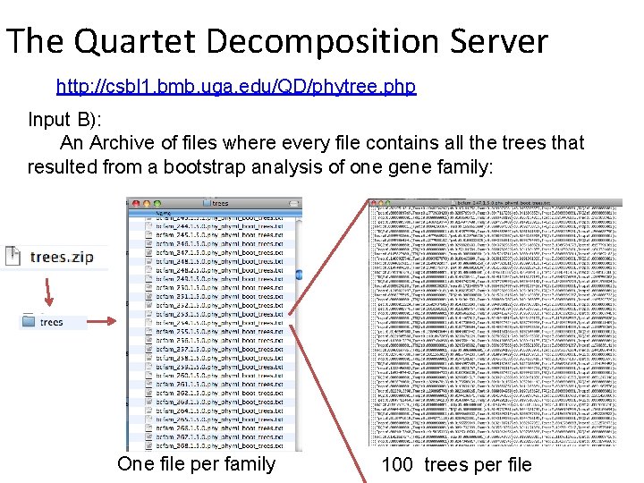 The Quartet Decomposition Server http: //csbl 1. bmb. uga. edu/QD/phytree. php Input B): An