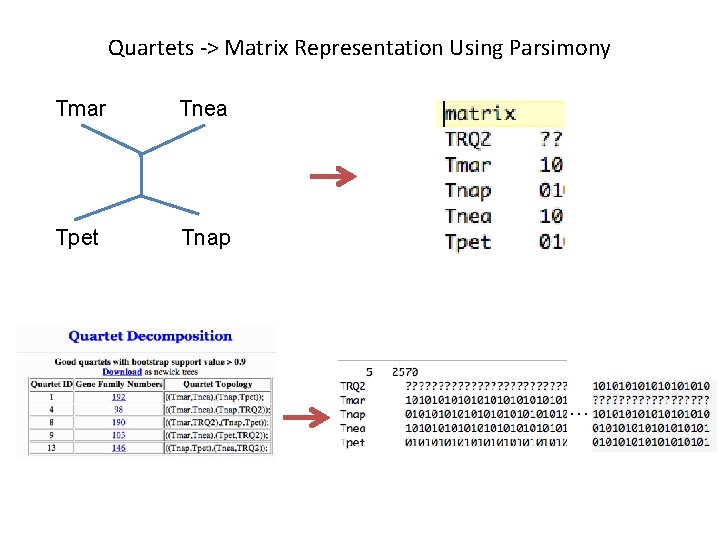 Quartets -> Matrix Representation Using Parsimony Tmar Tnea Tpet Tnap … 