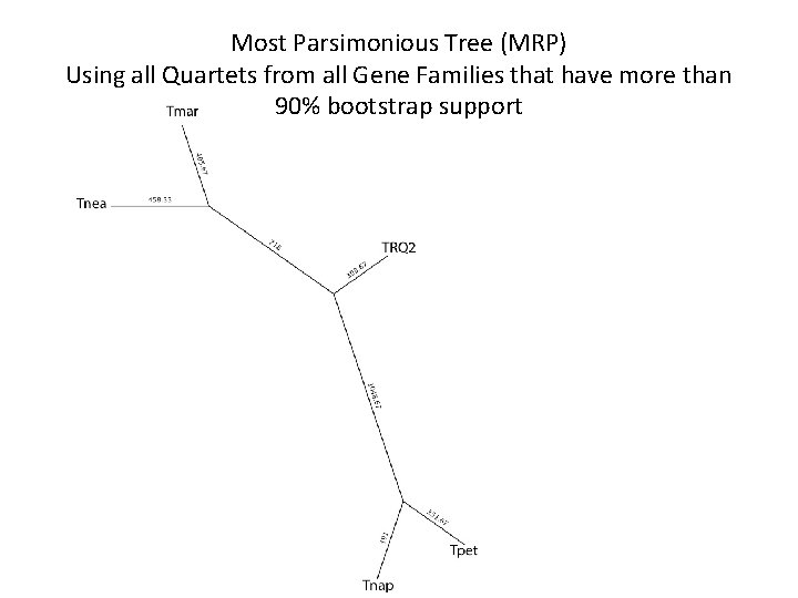 Most Parsimonious Tree (MRP) Using all Quartets from all Gene Families that have more