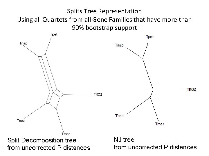 Splits Tree Representation Using all Quartets from all Gene Families that have more than