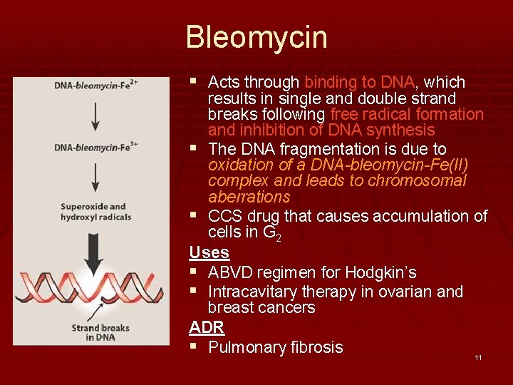 Bleomycin § Acts through binding to DNA, which results in single and double strand