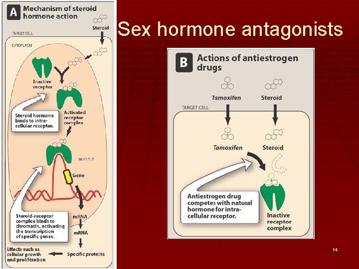 Sex hormone antagonists 14 