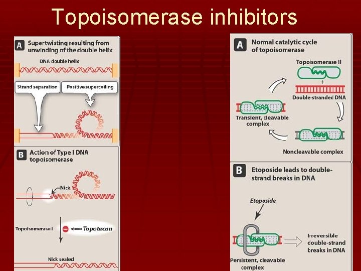 Topoisomerase inhibitors 6 