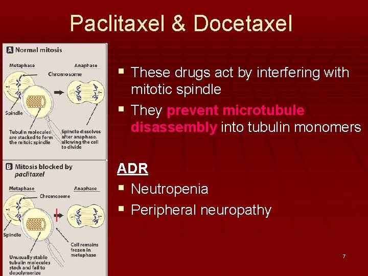 Paclitaxel & Docetaxel § These drugs act by interfering with mitotic spindle § They