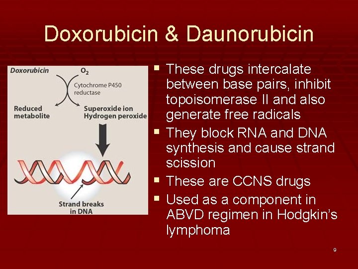 Doxorubicin & Daunorubicin § These drugs intercalate § § § between base pairs, inhibit