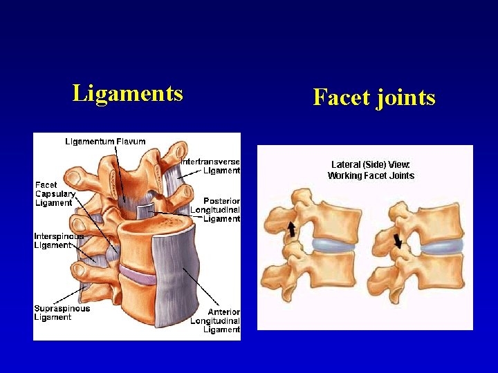 Ligaments Facet joints 