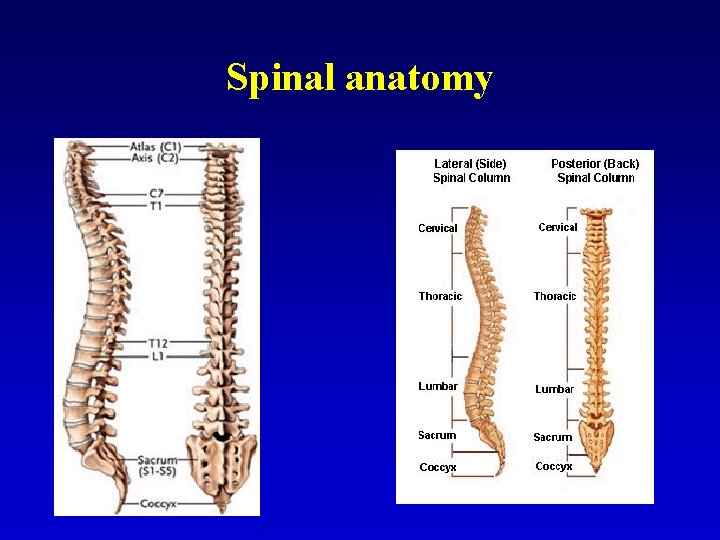 Spinal anatomy 