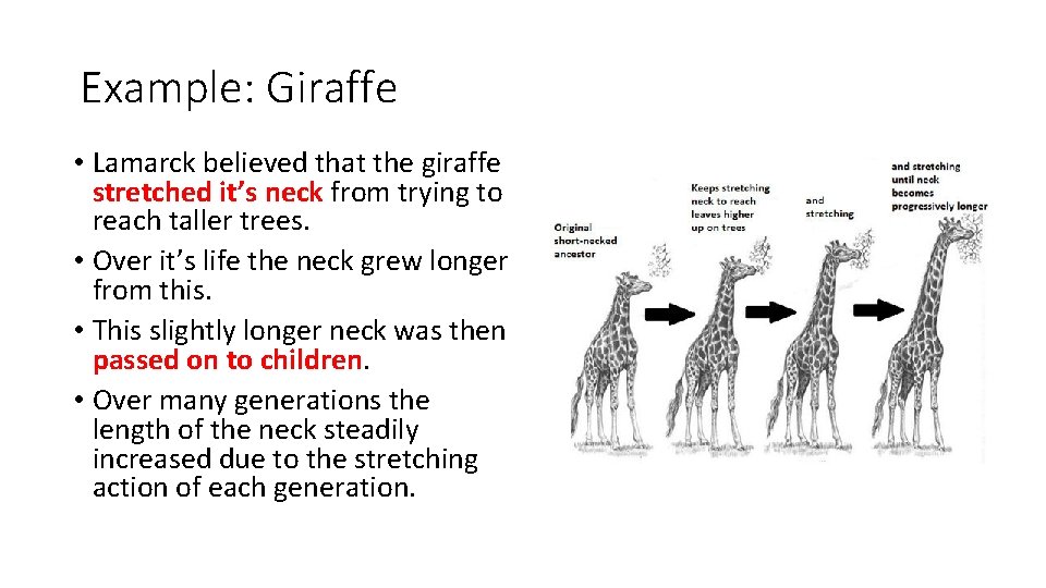 Example: Giraffe • Lamarck believed that the giraffe stretched it’s neck from trying to