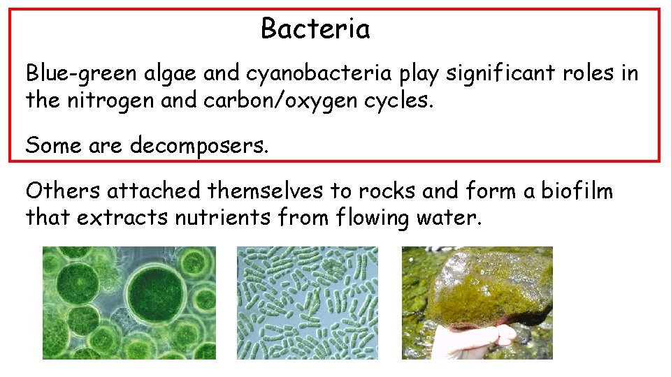 Bacteria Blue-green algae and cyanobacteria play significant roles in the nitrogen and carbon/oxygen cycles.