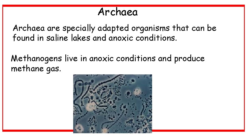 Archaea are specially adapted organisms that can be found in saline lakes and anoxic