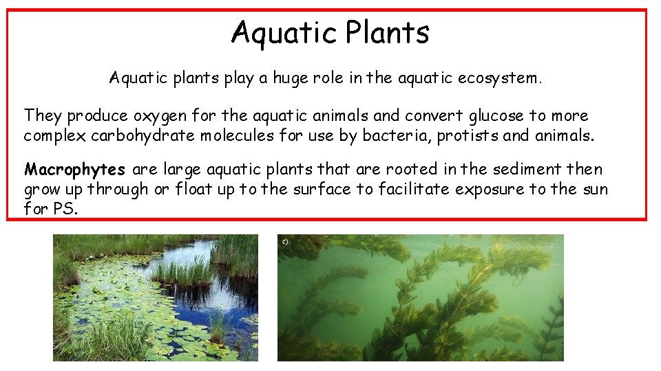 Aquatic Plants Aquatic plants play a huge role in the aquatic ecosystem. They produce