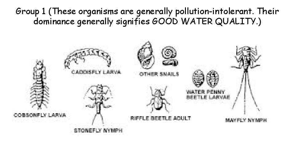 Group 1 (These organisms are generally pollution-intolerant. Their dominance generally signifies GOOD WATER QUALITY.