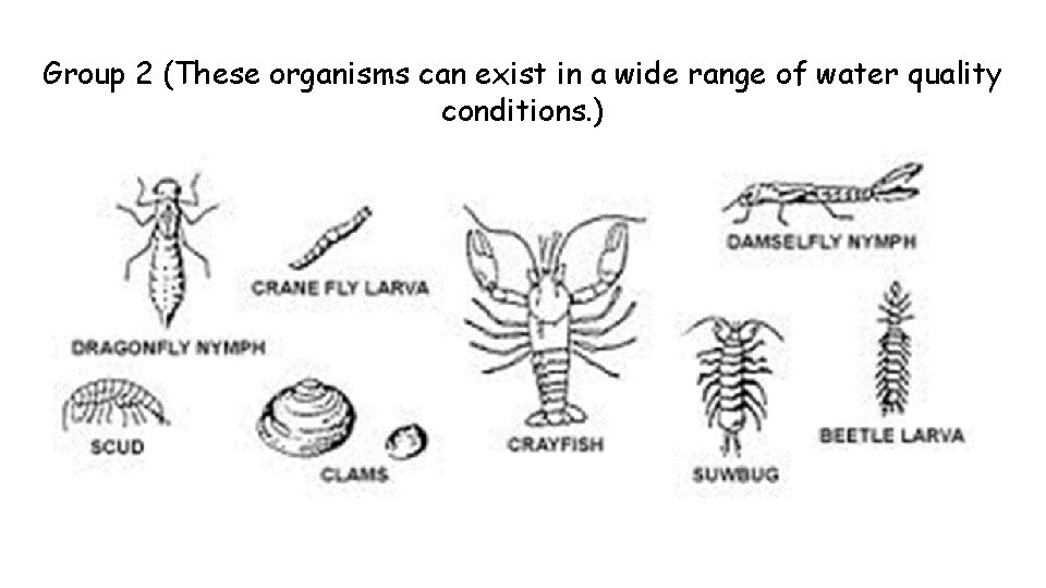 Group 2 (These organisms can exist in a wide range of water quality conditions.