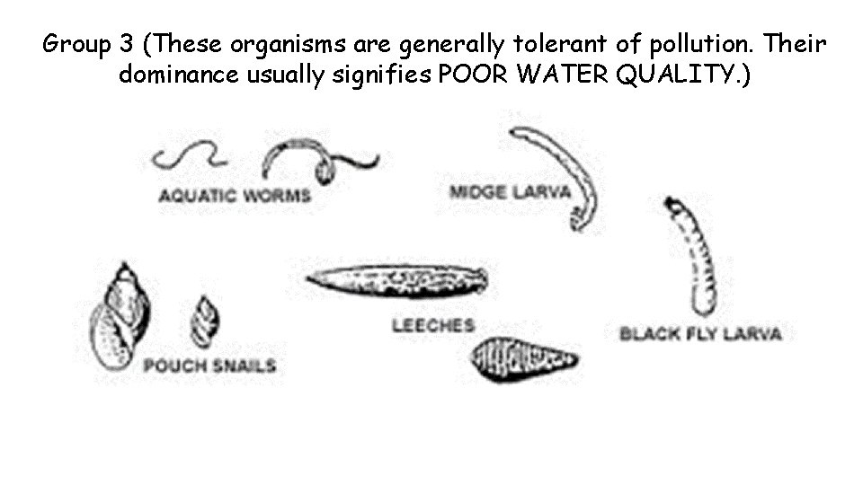 Group 3 (These organisms are generally tolerant of pollution. Their dominance usually signifies POOR