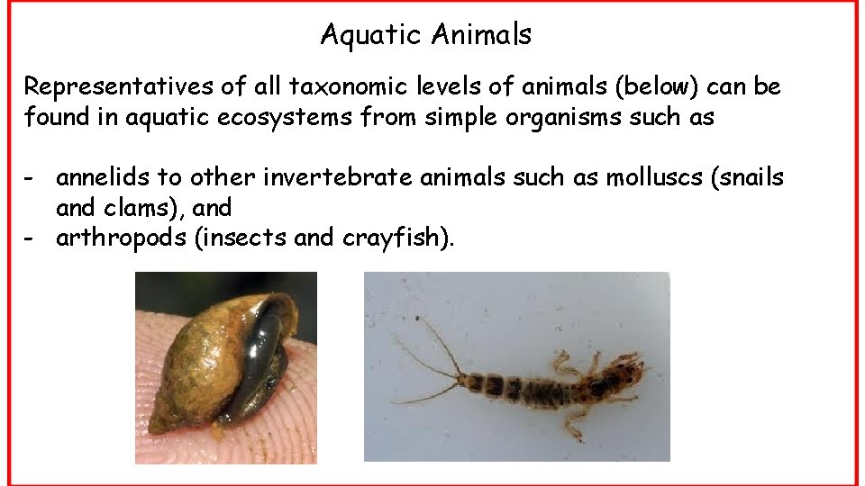 Aquatic Animals Representatives of all taxonomic levels of animals (below) can be found in