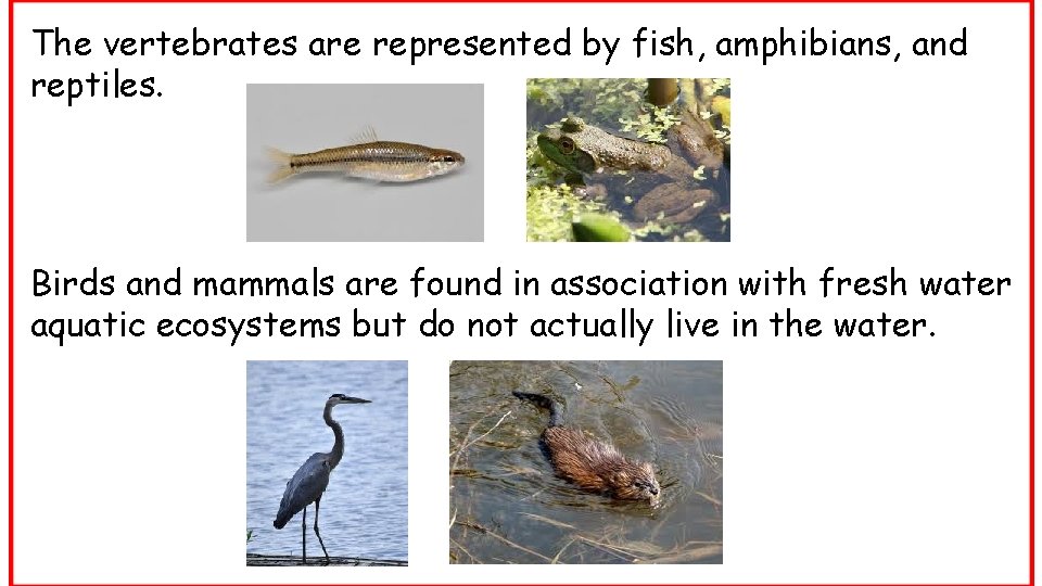 The vertebrates are represented by fish, amphibians, and reptiles. Birds and mammals are found