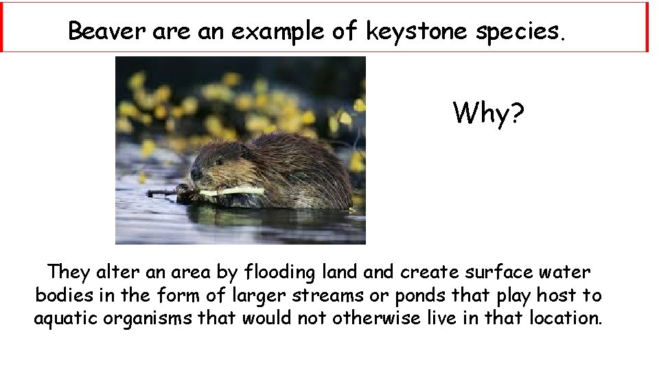 Beaver are an example of keystone species. Why? They alter an area by flooding