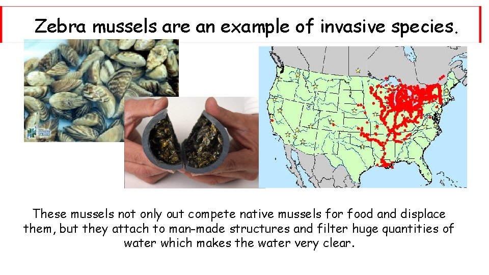 Zebra mussels are an example of invasive species. These mussels not only out compete