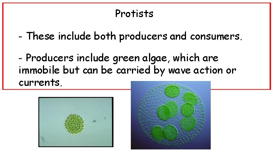 Protists - These include both producers and consumers. - Producers include green algae, which