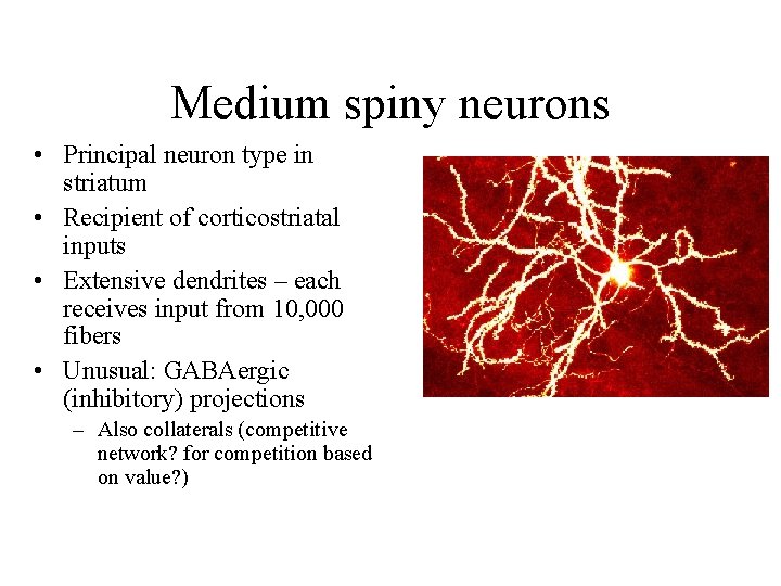 Medium spiny neurons • Principal neuron type in striatum • Recipient of corticostriatal inputs