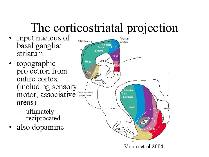 The corticostriatal projection • Input nucleus of basal ganglia: striatum • topographic projection from