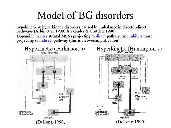 Model of BG disorders • • hypokinetic & hyperkinetic disorders caused by imbalance in