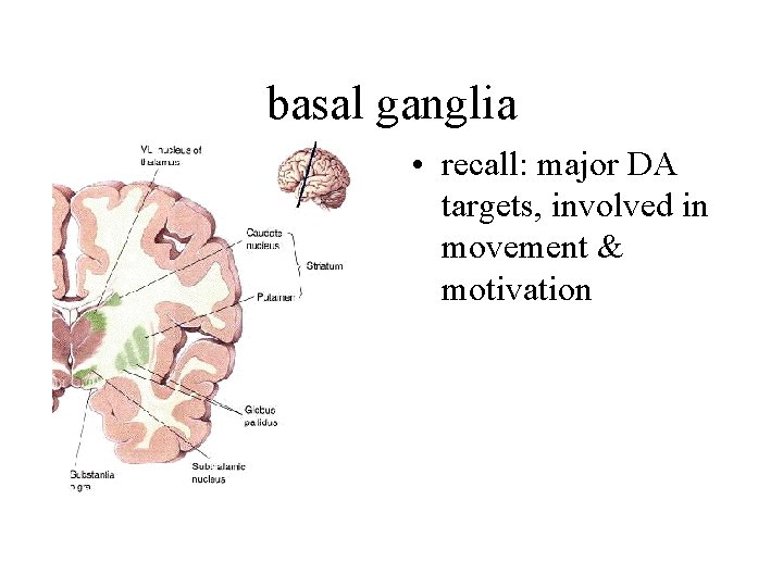 basal ganglia • recall: major DA targets, involved in movement & motivation 