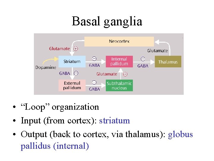 Basal ganglia • “Loop” organization • Input (from cortex): striatum • Output (back to
