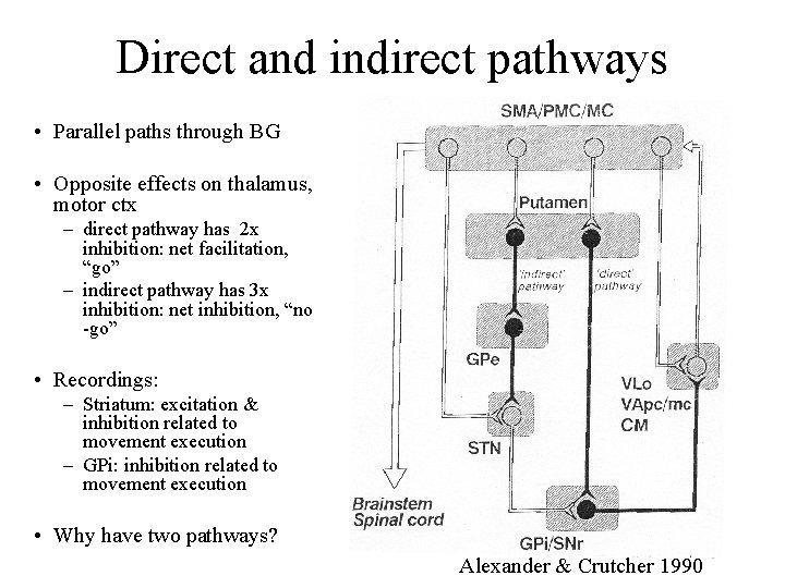 Direct and indirect pathways • Parallel paths through BG • Opposite effects on thalamus,