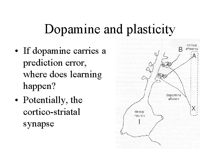 Dopamine and plasticity • If dopamine carries a prediction error, where does learning happen?