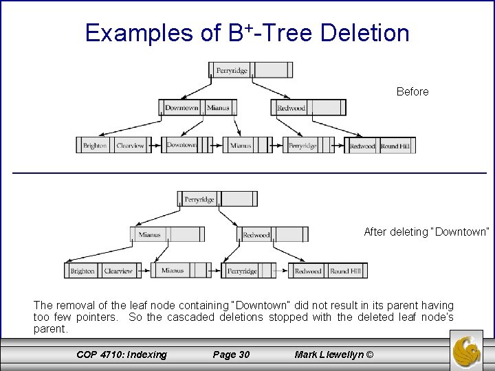 Examples of B+-Tree Deletion Before After deleting “Downtown” The removal of the leaf node