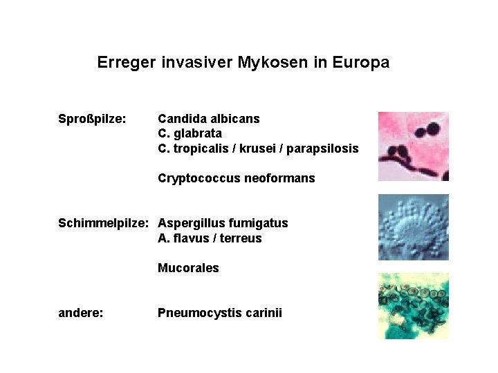 Erreger invasiver Mykosen in Europa Sproßpilze: Candida albicans C. glabrata C. tropicalis / krusei