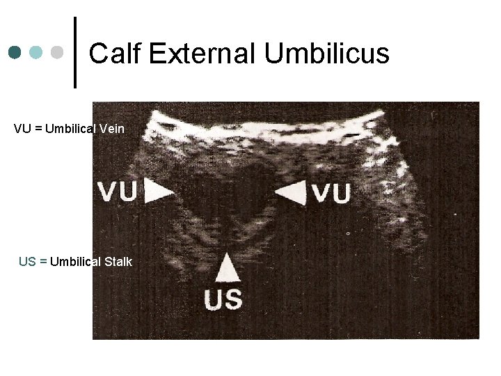 Calf External Umbilicus VU = Umbilical Vein US = Umbilical Stalk 